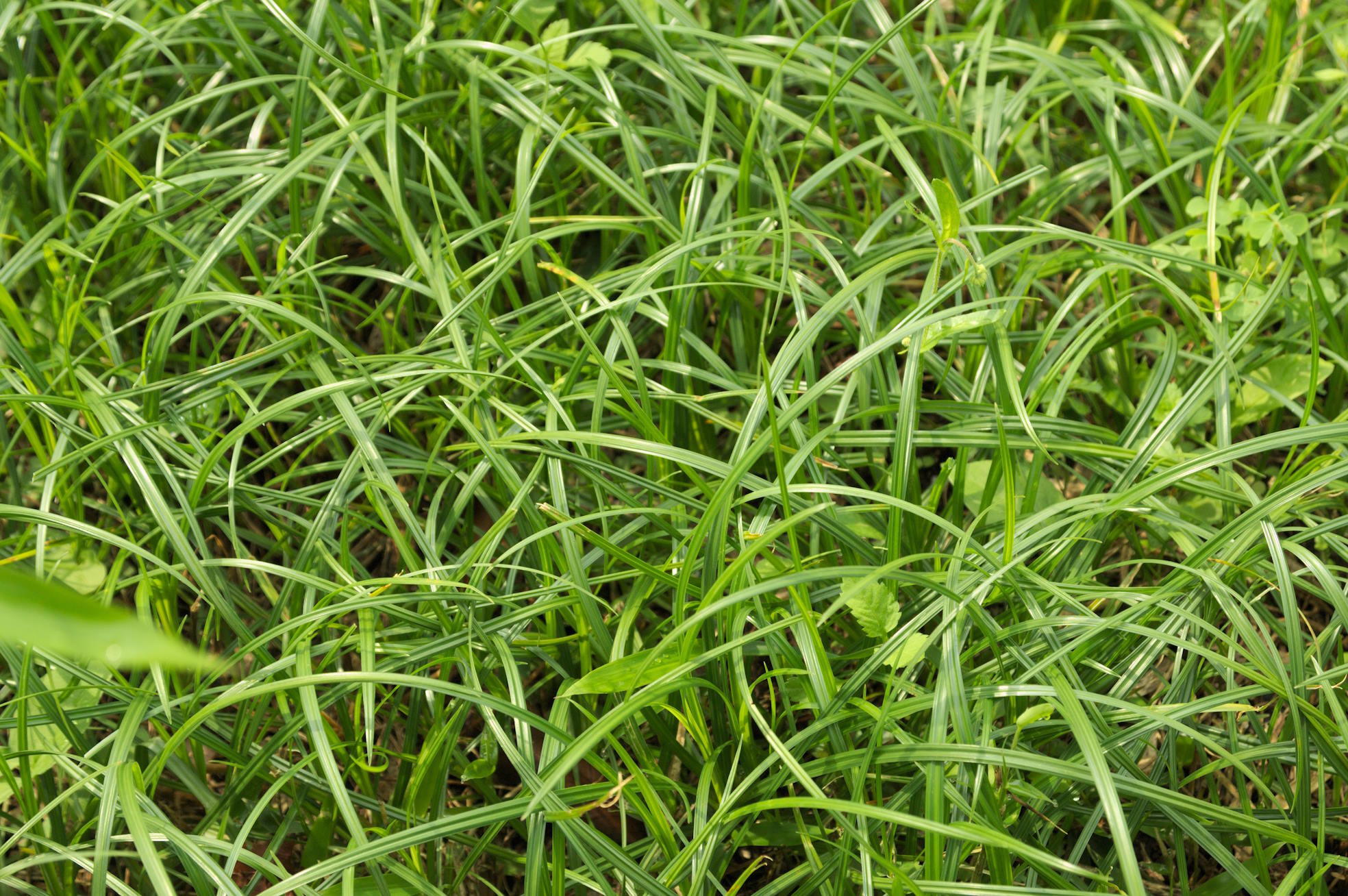 草を植えれば、軌道に乗って草が生えます